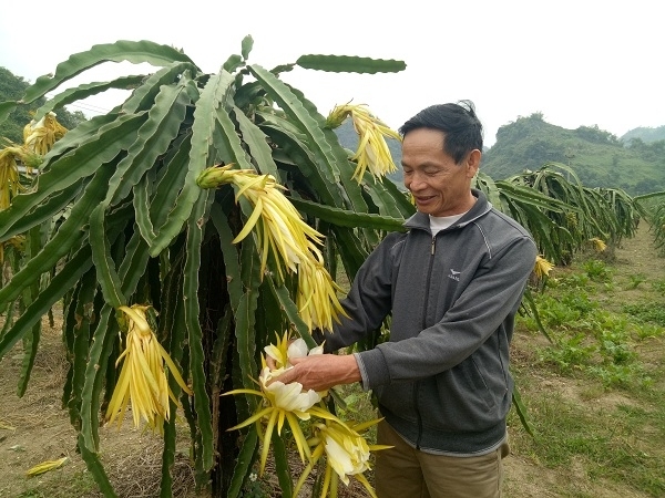 Làm giàu ở nông thôn: Lãi nửa tỷ đồng mỗi năm từ thanh long ruột đỏ