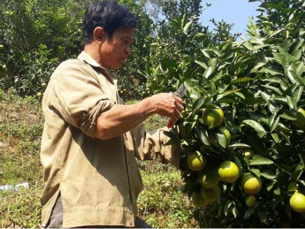 Chiêu độc 