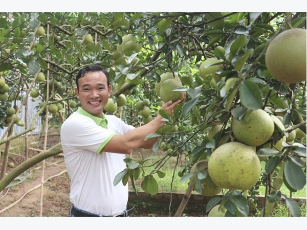 LẠ MÀ HAY: Trồng bưởi ngọt như đường, “đuổi trộm” bằng thơ, bán quả bằng nụ cười