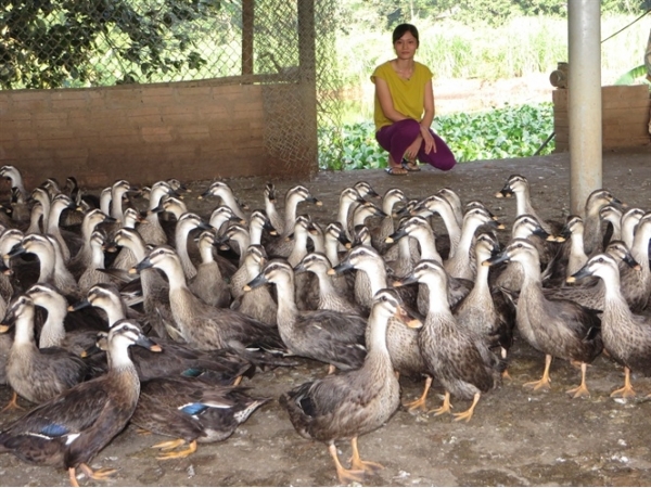 Người nuôi vịt trời bán hoang dã có tiếng ở Cẩm Khê