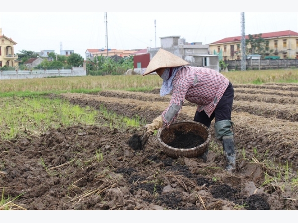 Trồng khoai tây, lợi nhuận gấp 2 - 3 lần so với trồng lúa