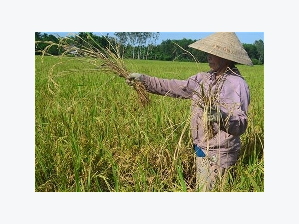 Những dịch bệnh hại cần chú ý trong tuần (từ 7 - 13/11)