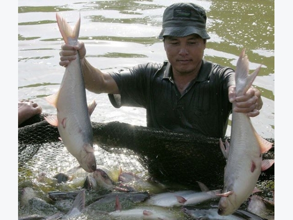 Giá cá tra ở ĐBSCL đang tăng kỷ lục