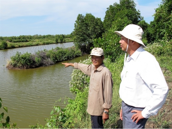 Nuôi tôm - sò dưới tán rừng ngập mặn, thêm thu nhập, lại bảo vệ rừng