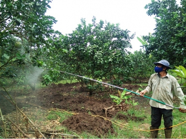 Bưởi da xanh ruột hồng VietGAP kiếm bộn tiền, lại ít phải lo đầu ra