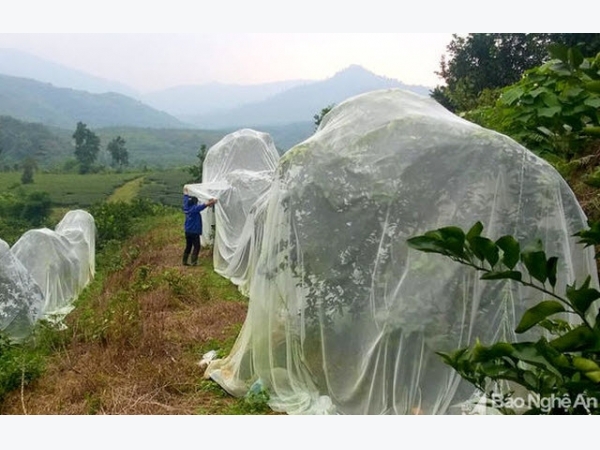 Mới lạ: Nông dân 'mắc màn' cho cam