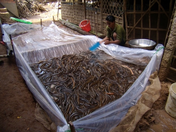 Nuôi lươn trong bể lót bạt giúp đẩy mạnh năng suất