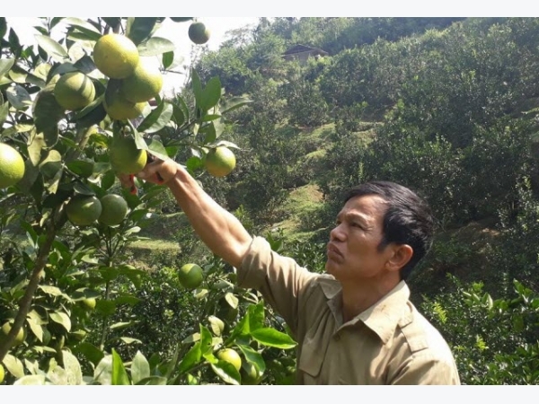 Làm giàu ở nông thôn: Trồng cam trên đất dốc, vất vả nhưng có tiền tỷ