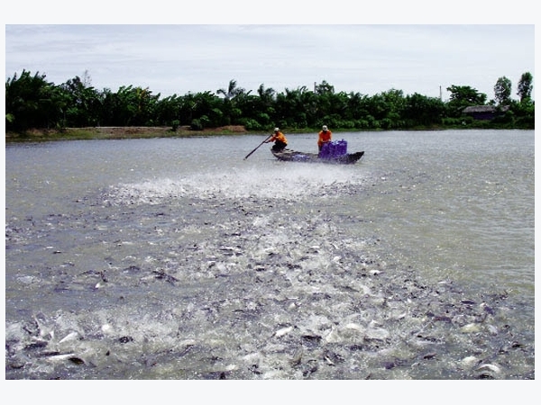 Cá tra sạch từ ao nuôi đến bàn ăn