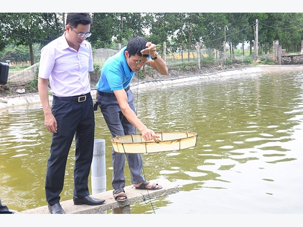 Làm giàu ở nông thôn: Thu nửa tỷ mỗi năm nhờ 