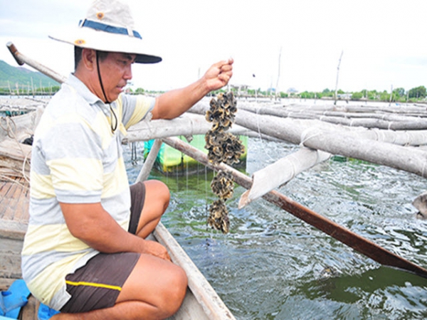 Nuôi hàu Thái Bình Dương ở Cam Lâm: Hiệu quả cao