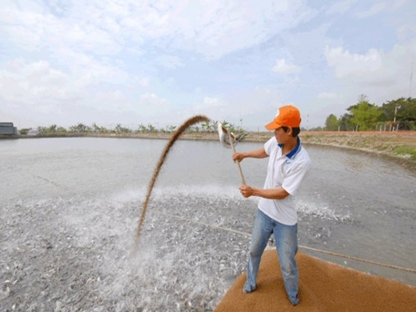 Lợi nhuận hài hòa từ nuôi gia công cá tra