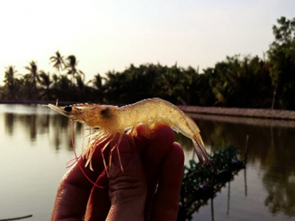 Cách phòng bệnh đốm trắng trong mùa lũ