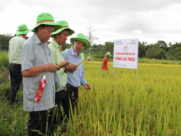 Giống lúa TBR 36 khẳng định ở Tây Nguyên