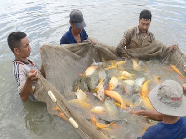 Lãi cao từ nuôi cá trắm, chép giòn