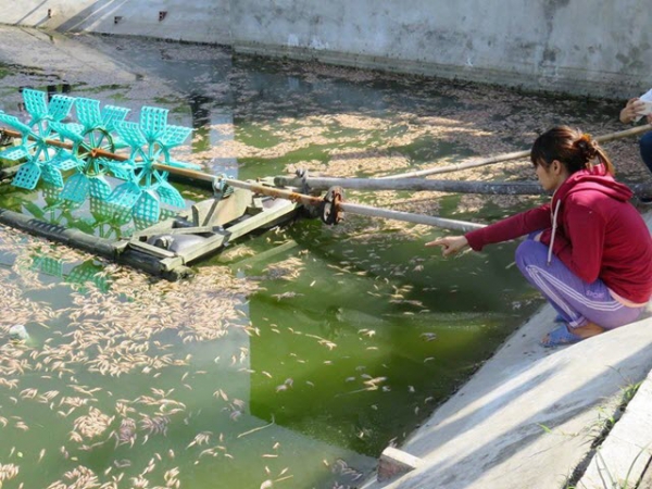 Phòng tránh tôm chết hàng loạt