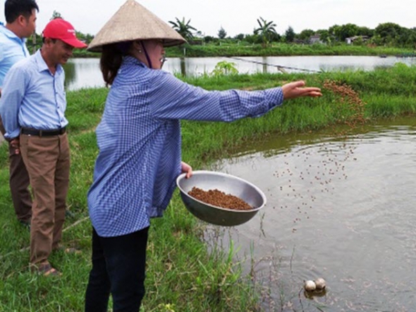 Dùng tỏi trong nuôi trồng thủy sản