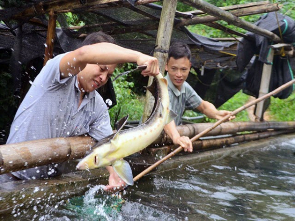 Mô hình nuôi cá tầm ở Bình Liêu