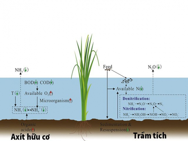 Tác động của lúa đến N2O và NH3 trong ao nuôi tôm cá