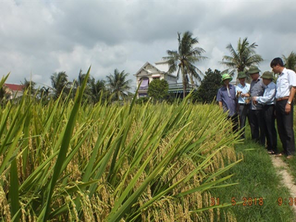 Hai giống lúa thuần thế hệ mới của Hải Dương