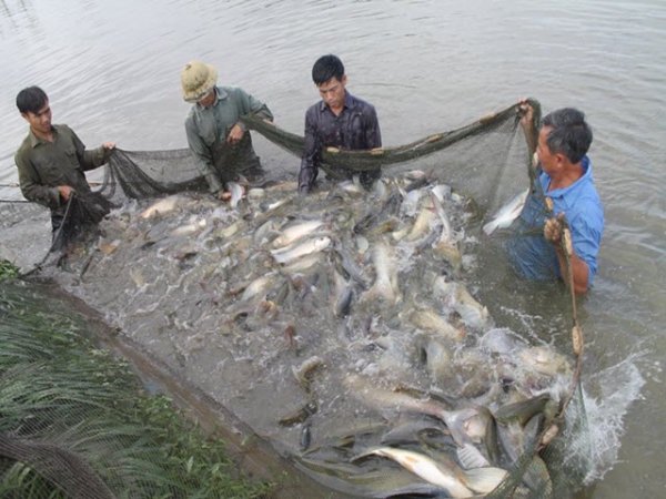 10 lưu ý quan trọng trong nuôi cá