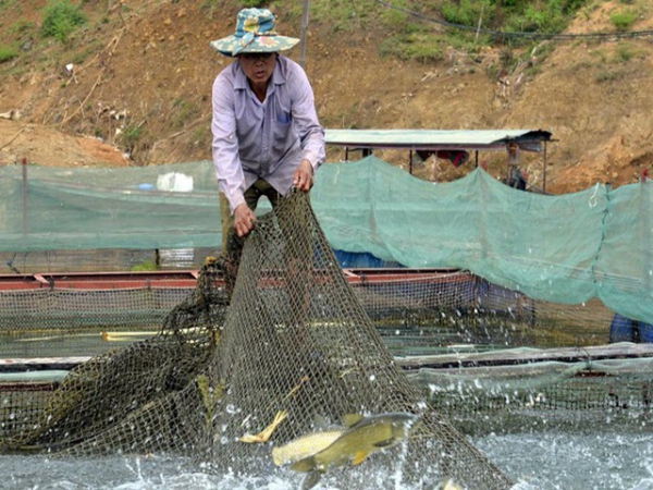 Nuôi cá lồng một vốn bốn lời