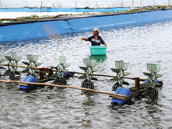 Giải pháp phát triển nuôi tôm nước lợ hiệu quả, bền vững