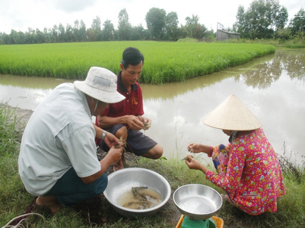 Nông dân Bạc Liêu nuôi tôm kết hợp cấy lúa