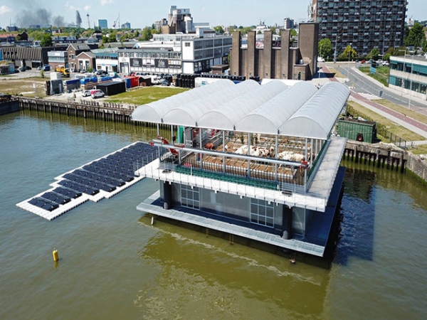 Nuôi bò trên biển ở Rotterdam