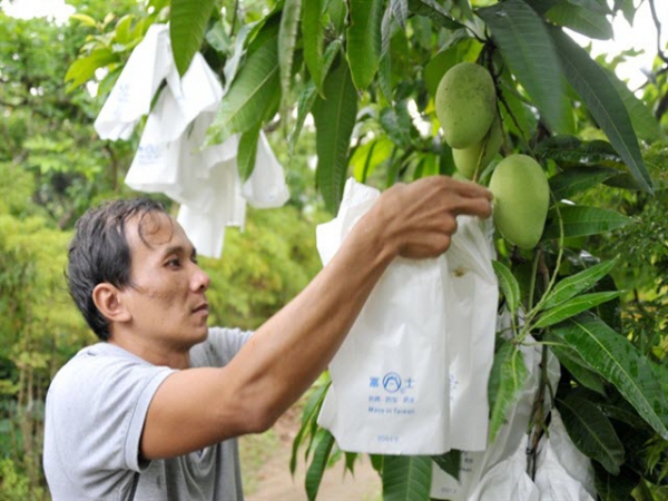 Sạch như trái xoài Đồng Tháp