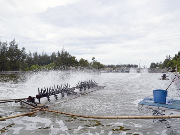 Chủ động các biện pháp để nuôi tôm an toàn mùa lũ