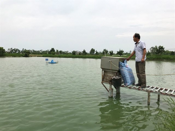 Lão nông nuôi cá thành công nhờ nhiều lần nằm vật ở bờ ao