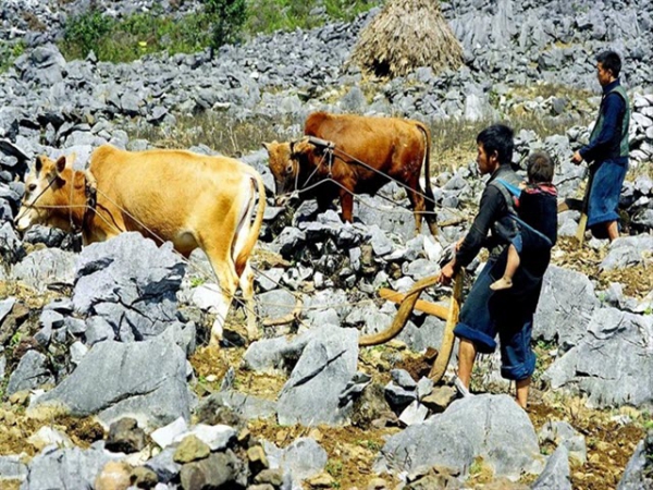 Thổ canh hốc đá