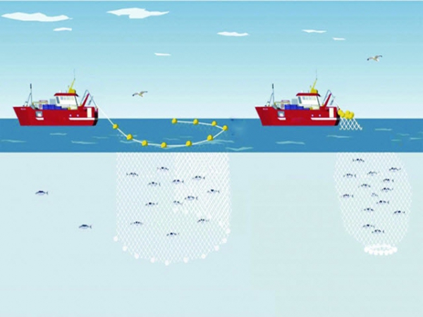 Khắc phục sự cố thường gặp khi khai thác bằng lưới vây