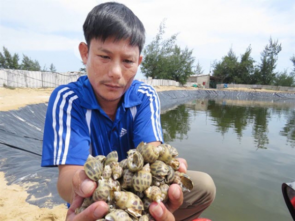 Nuôi ốc hương thu tiền tỷ trên xứ gió Lào, cát trắng