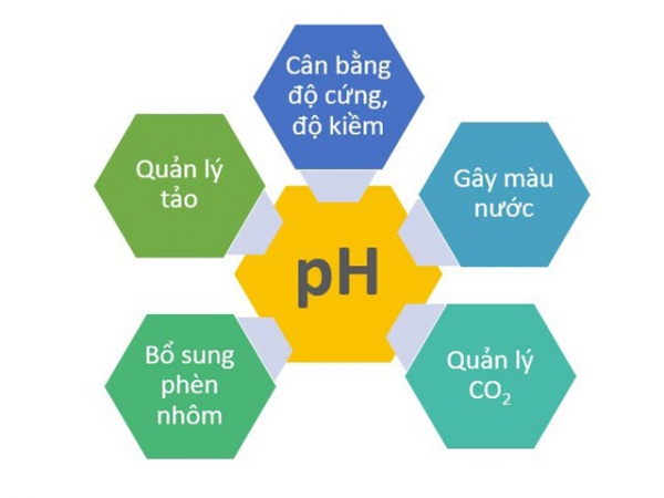 Quản lý pH cao trong ao nuôi trồng thủy sản