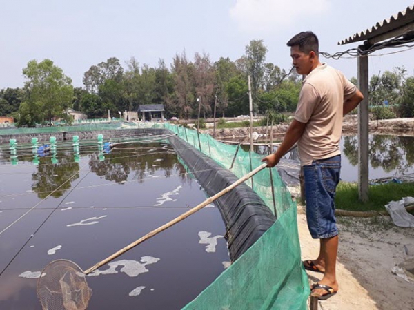 Nuôi tôm thẻ chân trắng thu lãi hàng trăm triệu đồng mỗi vụ