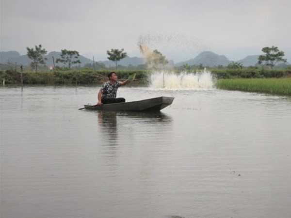 Lúa thơm, cá sạch - Mô hình độc đáo ở Thủ đô