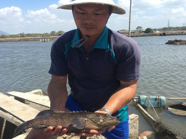 Thu lãi cao nhờ nuôi cá mú chuyên canh