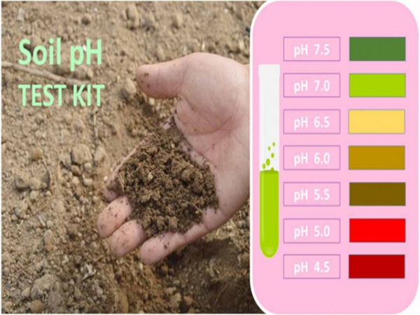 Hỏi, đáp về cách bón phân khôn ngoan