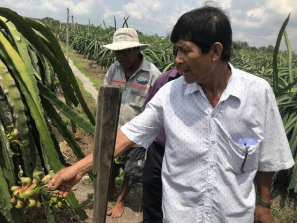 Tận dụng cành thanh long già cỗi ủ phân hữu cơ sinh học