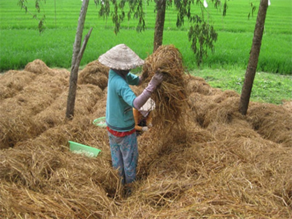 Xử lý rơm rạ thành phân bón