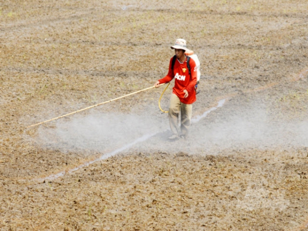 Những khuyến cáo diệt cỏ dại hiệu quả ở đầu vụ lúa đông xuân