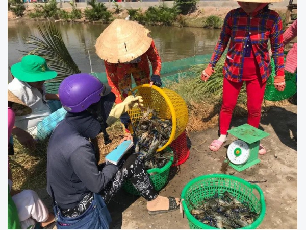 Người nuôi tôm đã vui trở lại