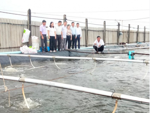 Bình Đại thành lập các câu lạc bộ nuôi tôm công nghệ cao