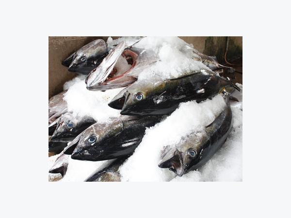 Giá cá ngừ, tôm hùm tại Phú Yên 01-05/01-2015