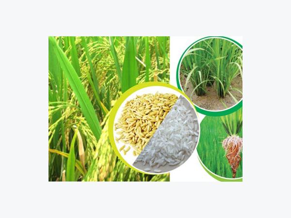 Giá lúa gạo tại Đồng Tháp ngày 05-01-2015