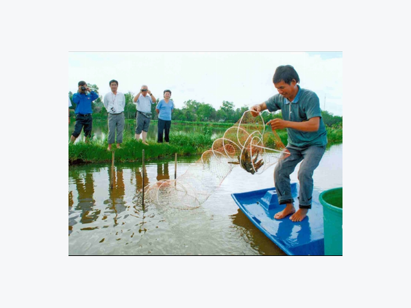 Lúa thơm, tôm sạch