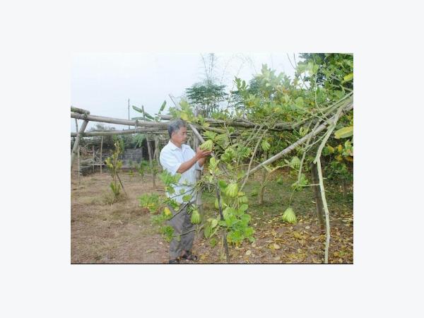 Phật thủ - Cây làm giàu của nông dân