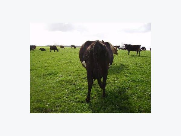 Diseases Of Cattle Pasture Bloat